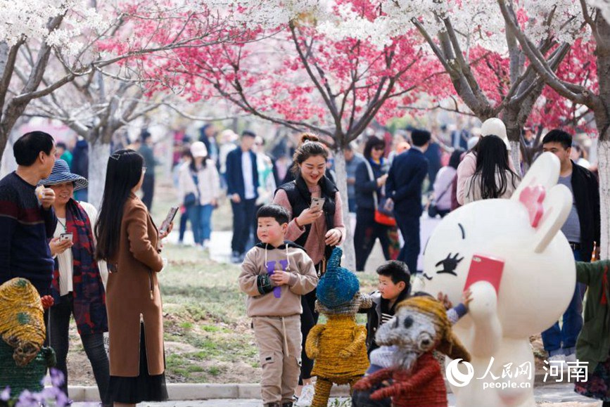 河南荥阳：黄河两岸樱花迎春次第开