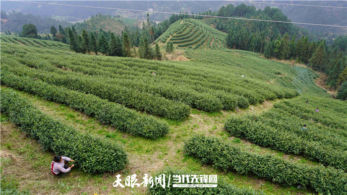 （中首）贵州丹寨：春茶香 采茶忙