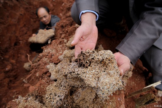 生擒蚁王蚁后 最大年龄30多岁"捉到蚁王蚁后了!