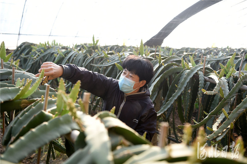 河北寧晉：高效蔬果助農增收