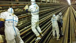 日本禽流感蔓延18縣 官員呼籲最高等級警戒