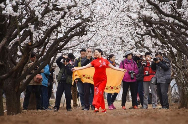 济南城市名片——长清张夏杏花节