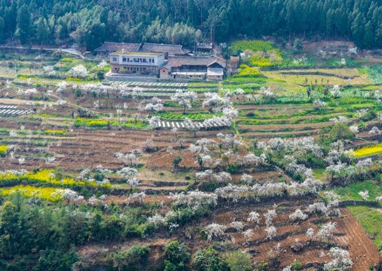 ความงามของทุ่งดอกไม้กว่า 6 ล้านตารางเมตรที่มณฑลเสฉวน_fororder_花海2