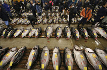 日本築地魚市新年開市 金槍魚擺滿市場