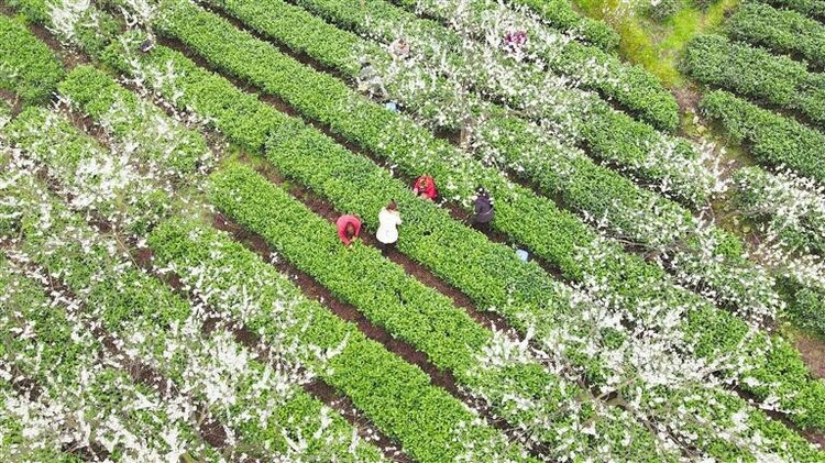 （中首）貴州福泉：春茶吐新綠 果樹綻銀花_fororder_123456