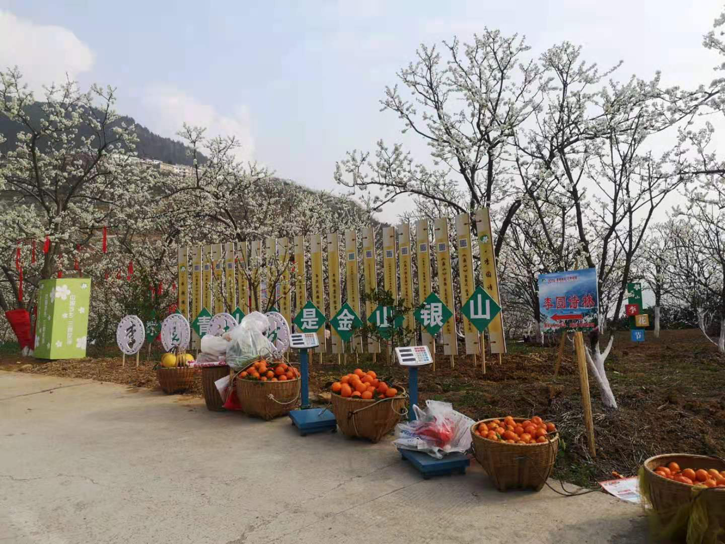 【B】重庆市巫山县“中国李乡·三峡花海”第三届长江三峡（巫山）李花节将于3月6日开幕