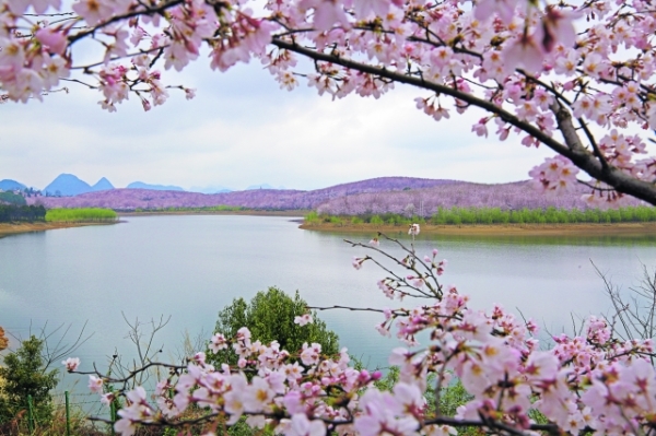贵州贵安樱花园明天起对外开放 游客入园需实名预约