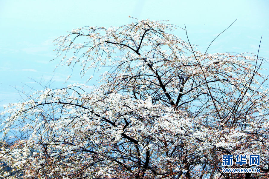 廣西全州：山櫻花開爛漫時