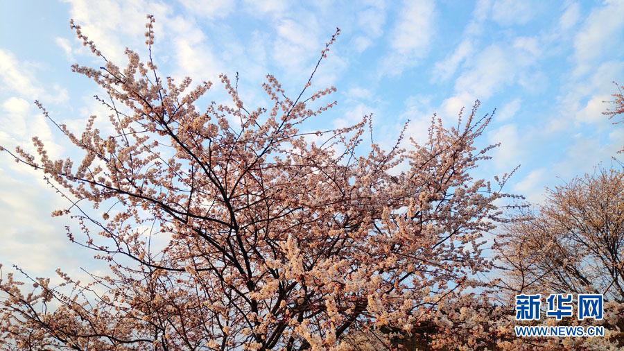 广西全州：山樱花开烂漫时