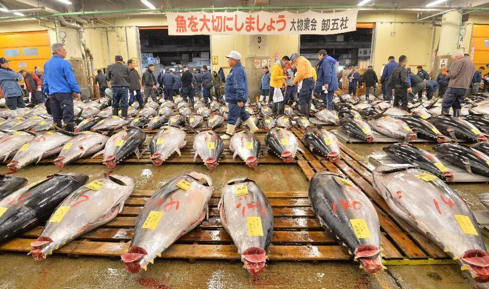 东京鱼市新年首次拍卖金枪鱼 一公斤合7万日元(组图)