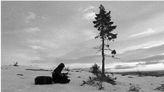瑞典發現世界最老古樹 係9500歲雲杉