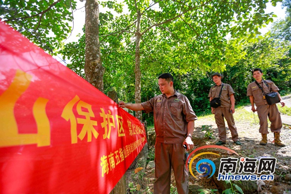 還未審核【瓊島先鋒圖文列表】【即時快訊】五指山的“大山守護者”