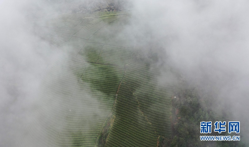 湖北鶴峰：霧繞茶山似畫卷