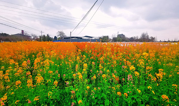 德阳油菜花图片