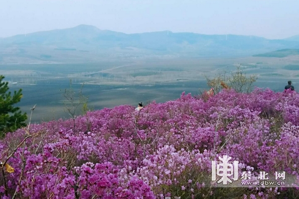 佳木斯市郊区杜鹃花开漫山