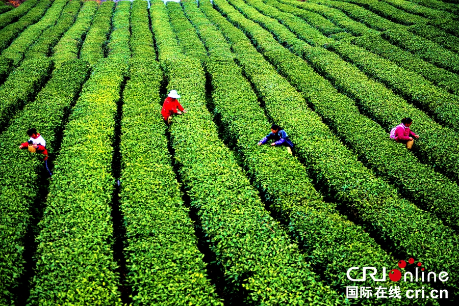 貴州沿河：14.73萬畝春茶陸續開採（組圖）_fororder_黃慶1