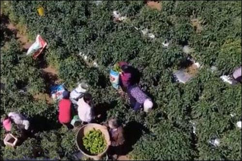 ชาวจีนกลับภูมิลำเนาสร้างธุรกิจขับเคลื่อนการพัฒนาชนบทให้เข้มแข็ง_fororder_20210316fxjy1