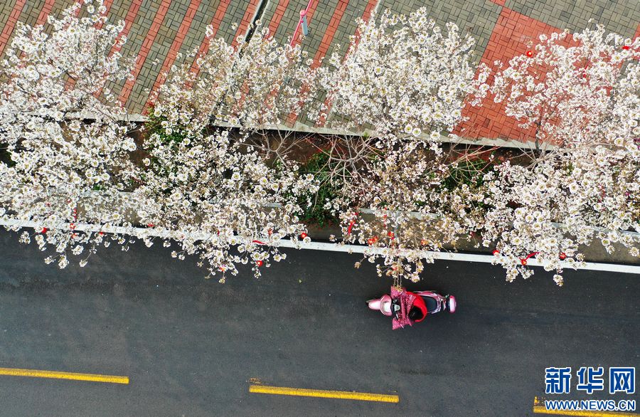 平頂山寶豐：櫻花盛開扮靚鄉村