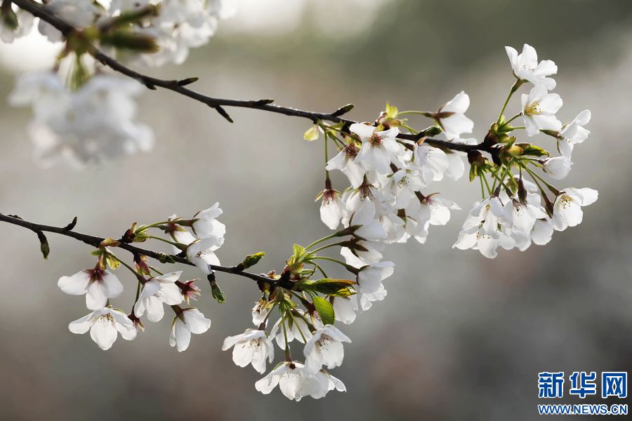 平頂山寶豐：櫻花盛開扮靚鄉村