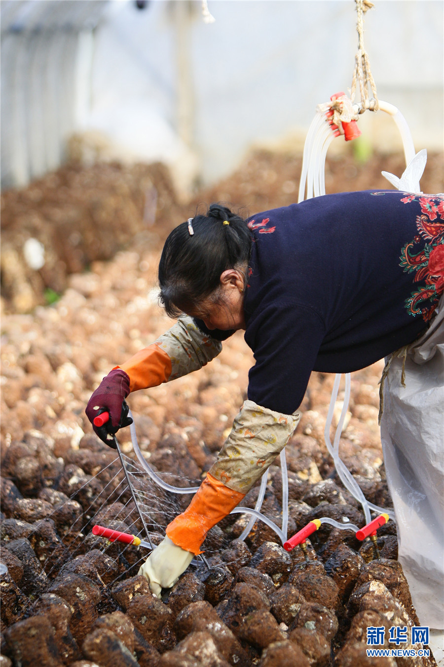 云南曲靖：珠江源头春耕忙