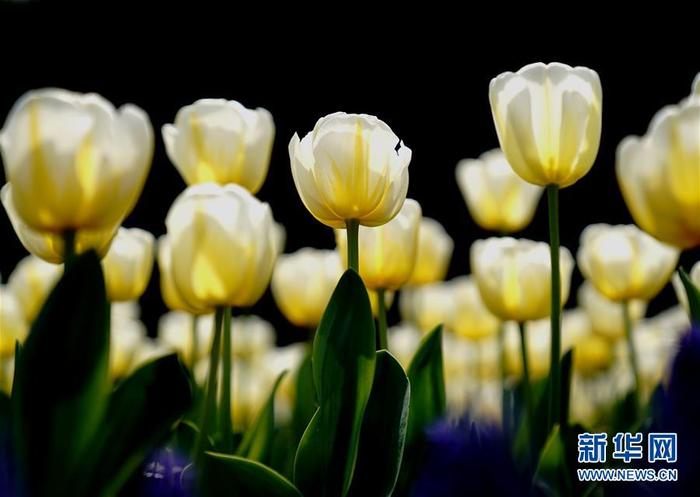 图片默认标题_fororder_1125748323_15847902752181n