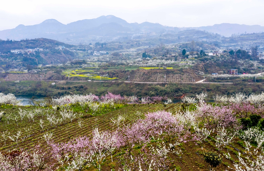 贵州黔西：春暖花开乡村美