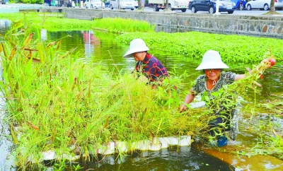 （环保图文）南京高淳桠溪镇 搭建绿色浮岛 洁净河塘水源