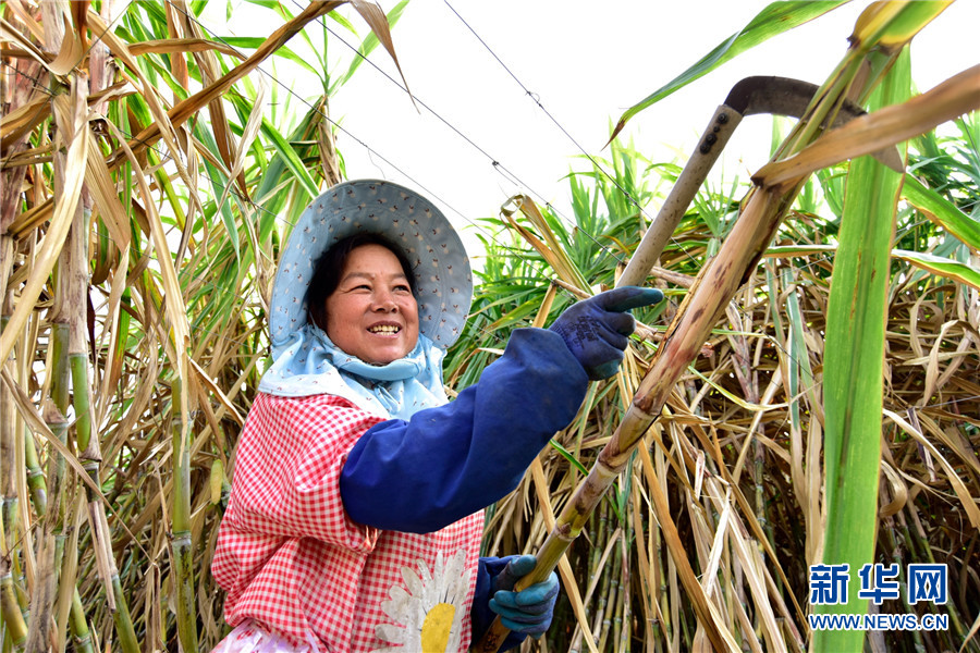 云南弥勒：古法制糖熬出村民甜蜜生活
