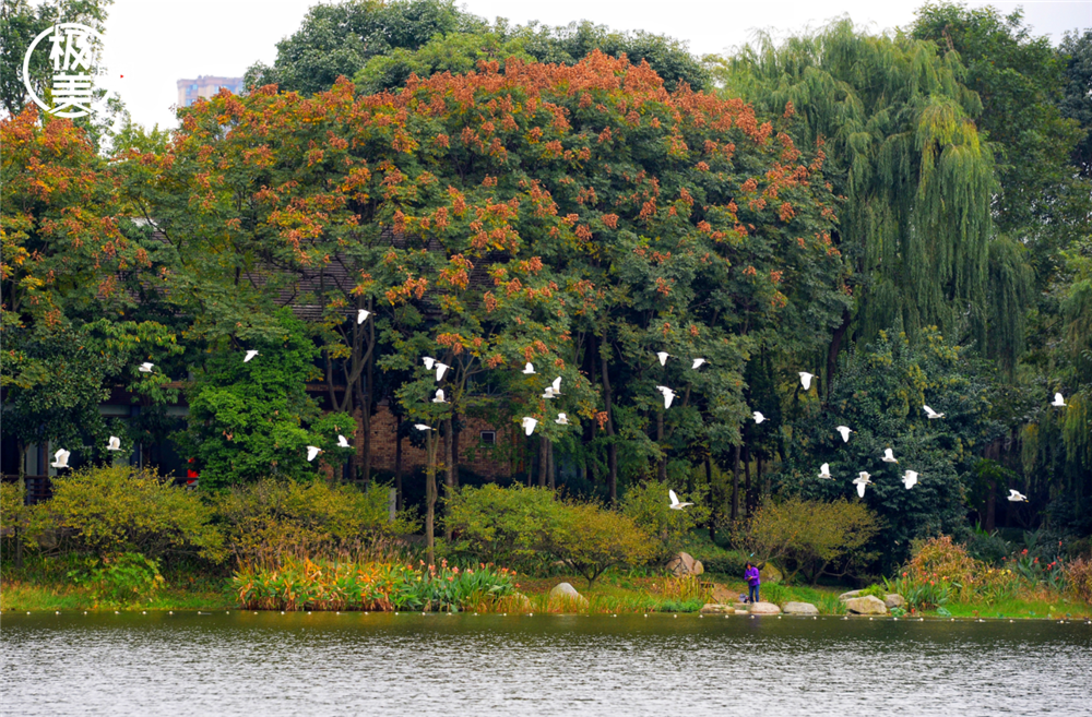 （转载）成都是如何打造绿水青山的？