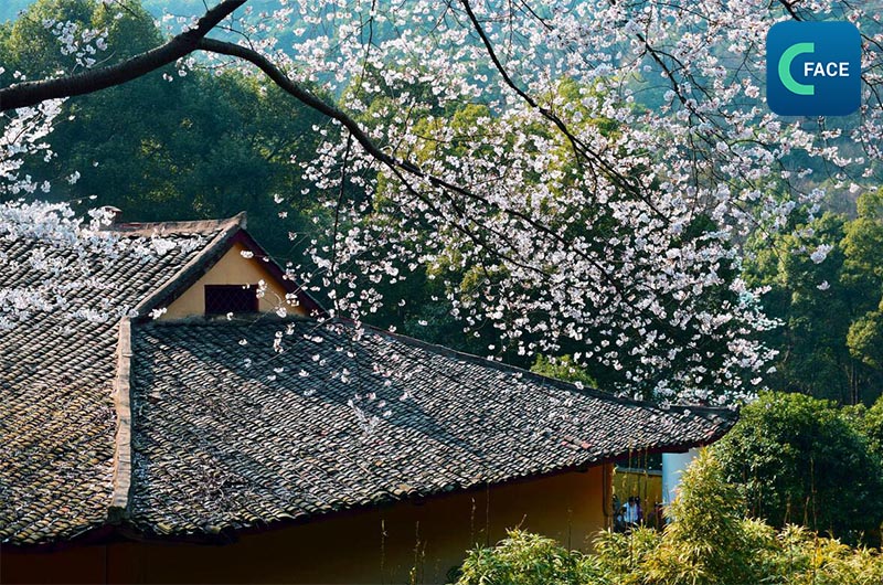 ดอกซากุระที่วัดฟางจู๋แห่งเขาหลูซานเบ่งบานก่อนเวลา  ผู้คนเกือบ 2 หมื่นแห่มาชม “โฉม”_fororder_20210306news03_2