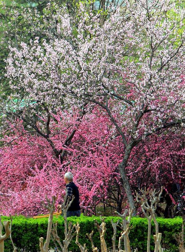 【城市遠洋】洛陽嵩縣：待到春花爛漫時