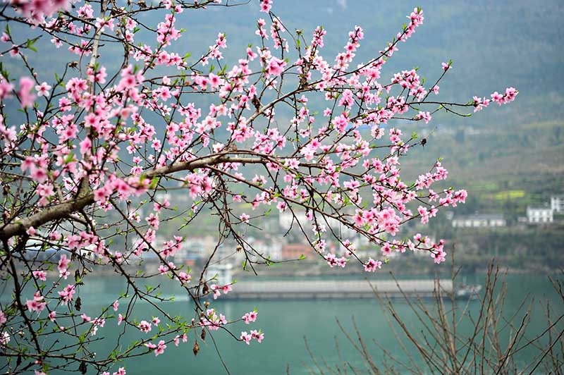 湖北宜昌：长江西陵峡 春景如画廊