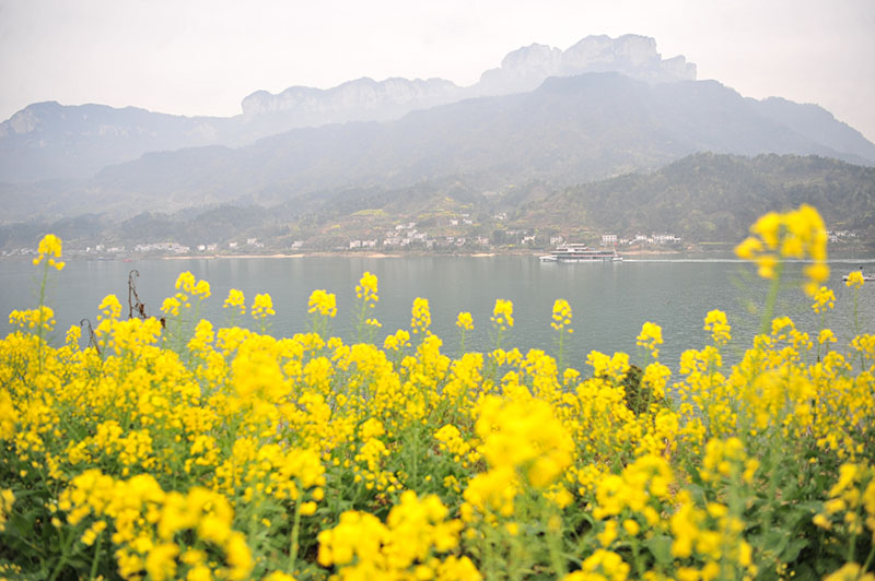 湖北宜昌：长江西陵峡 春景如画廊