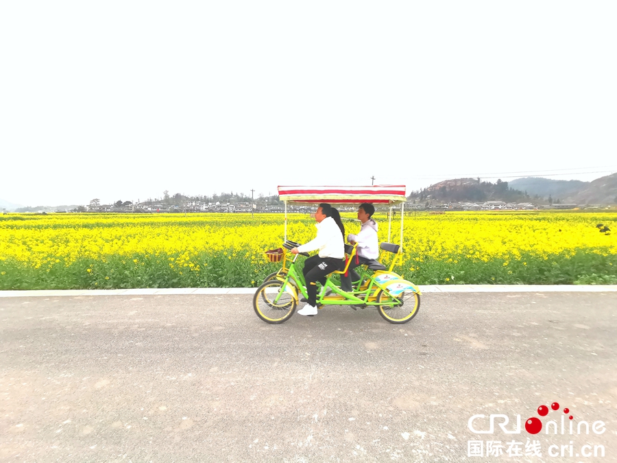 貴州貴定：油菜花開迎客來（組圖）