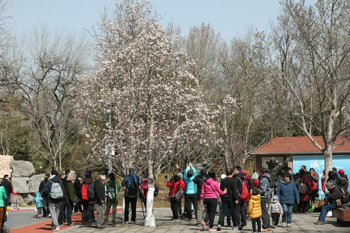 춘분, 목련꽃과 만나다._fororder_502A1311_极速看图