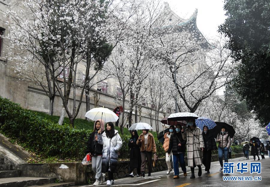 武汉大学开始接待预约游客赏樱