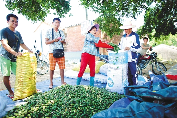 还未审核【食品农业图文列表】【即时快讯】澄迈：槟榔增产又增收农户喜上眉梢