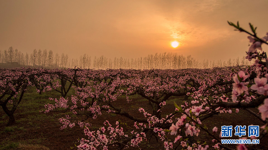 湖北安陆石场村桃花盛开 繁花若梦