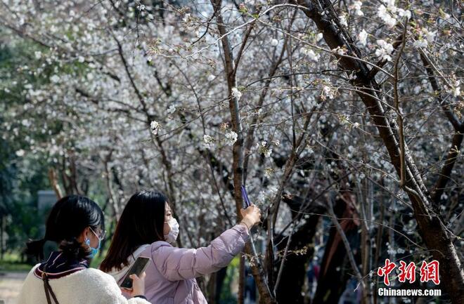 Bunga Sakura Mekar Warnai Universiti Wuhan_fororder_wuh2