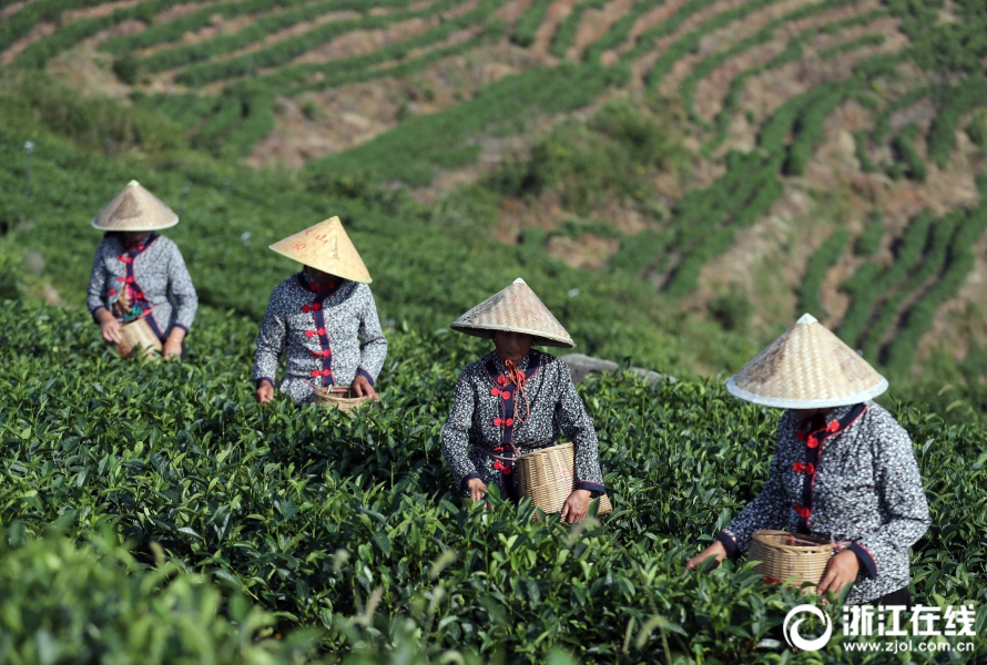 台州：又到秋茶采摘时