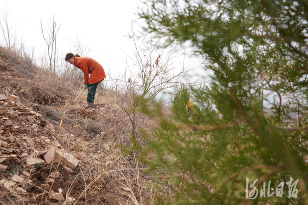 河北：春日植绿正当时