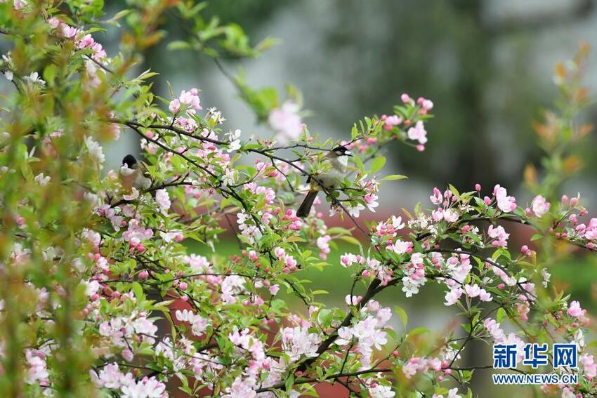 Musim Semi Sudah Datang_fororder_niao4