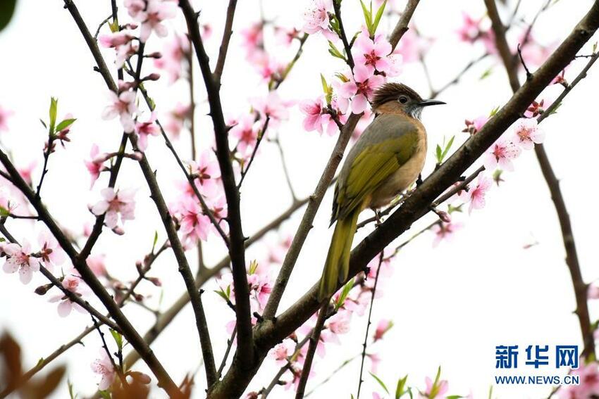 Musim Semi Sudah Datang_fororder_niao6