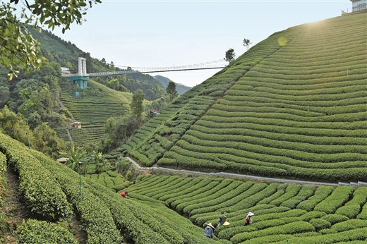 廣西賀州：油茶綠了荒山富了老鄉