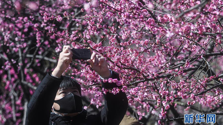 Zhejiang eyaletindeki bahar çiçekleri turistleri bekliyor_fororder_HANGZHOULAR