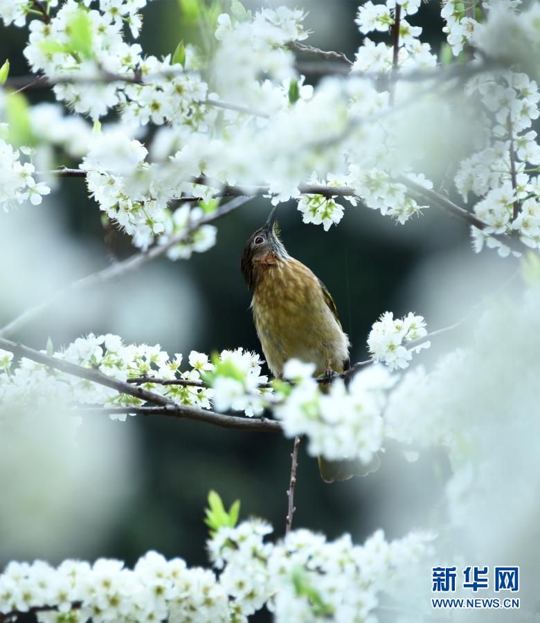 Musim Semi Sudah Datang_fororder_niao8