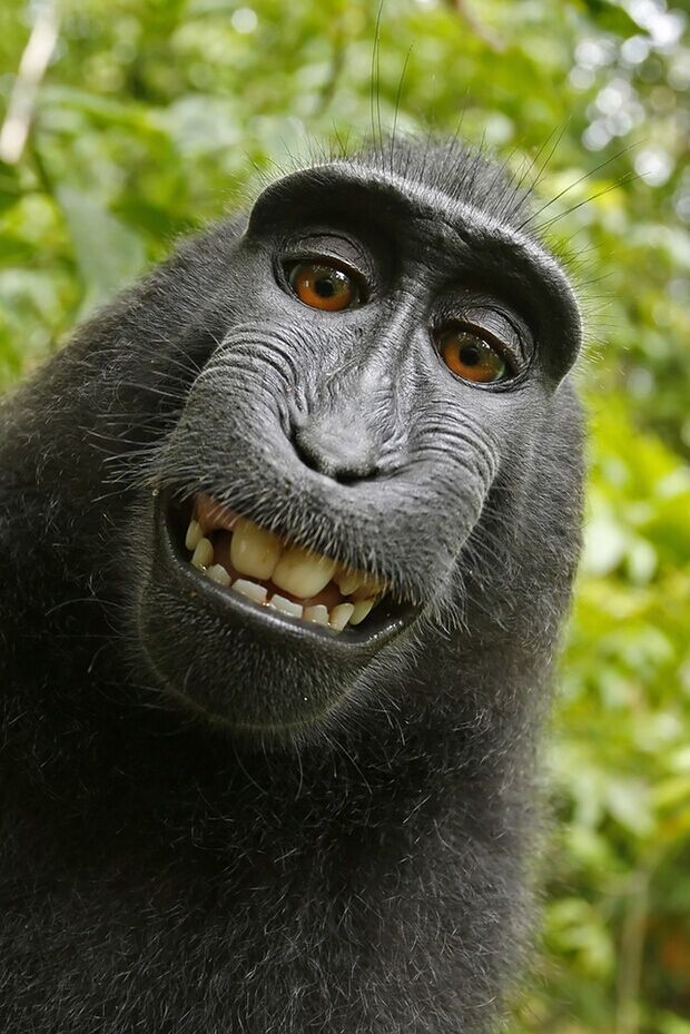 猴子自拍照官司终结案：动物不能拥有照片版权