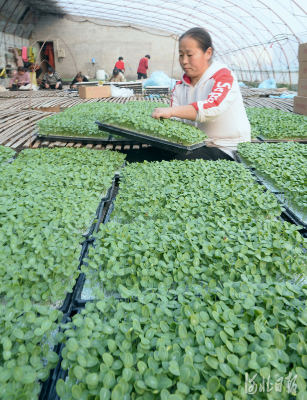 河北邯郸：特色种植助力乡村振兴