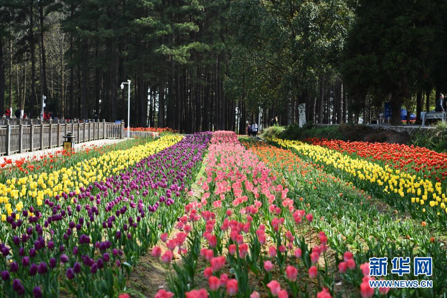 （中首）貴州龍裏：龍架山花開引客來