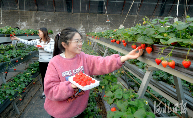 河北邯郸：特色种植助力乡村振兴